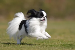 Japanese Chin — running