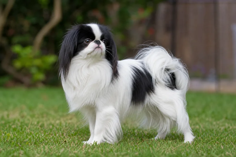Japanese Chin — adult