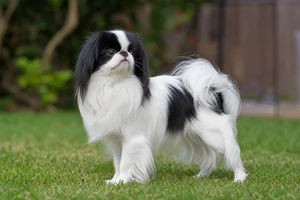 Japanese Chin — adult