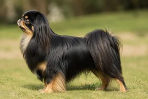 Japanese Chin — Black & Tan coat