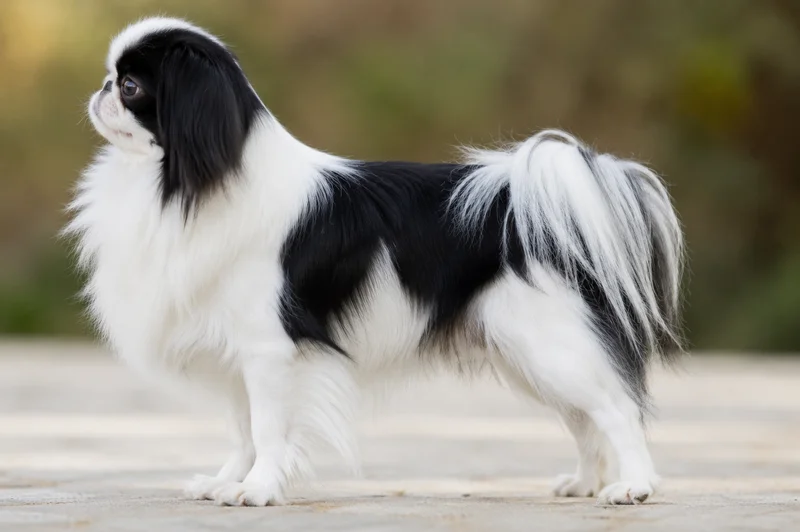 Japanese Chin — Black & White coat
