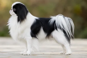 Japanese Chin — Black & White coat