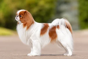 Japanese Chin — Red & White coat