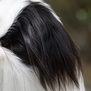 Japanese Chin — ears