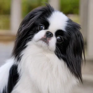 Japanese Chin — alert
