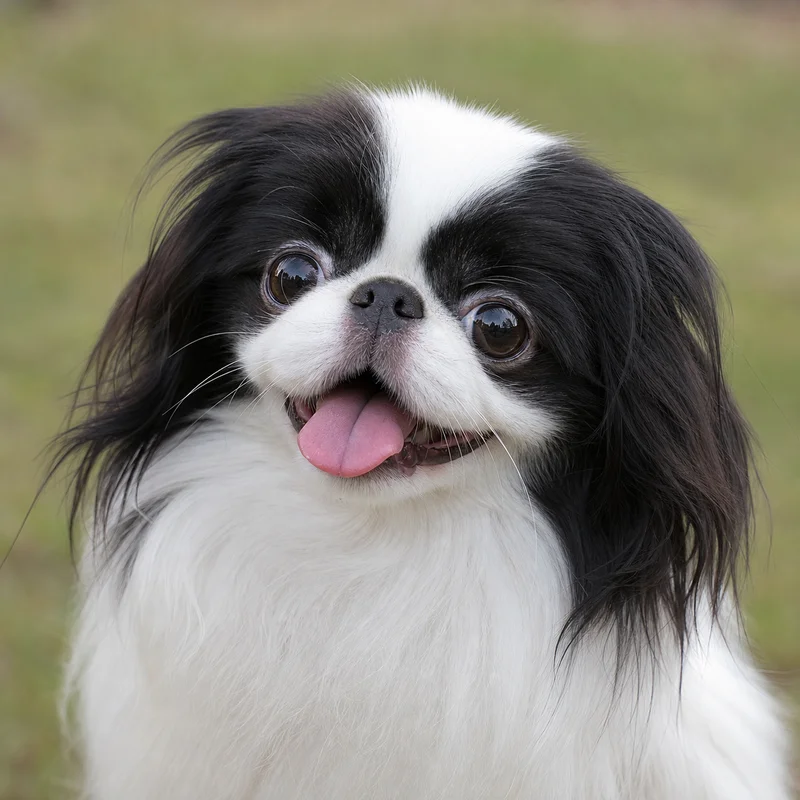 Japanese Chin — happy