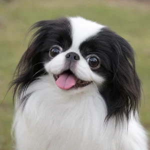 Japanese Chin — happy