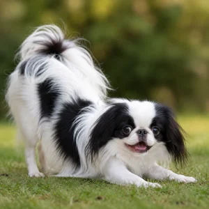 Japanese Chin — playful