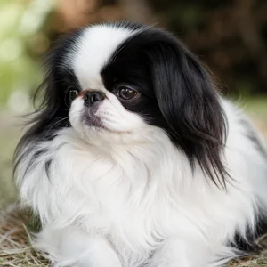 Japanese Chin — relaxed