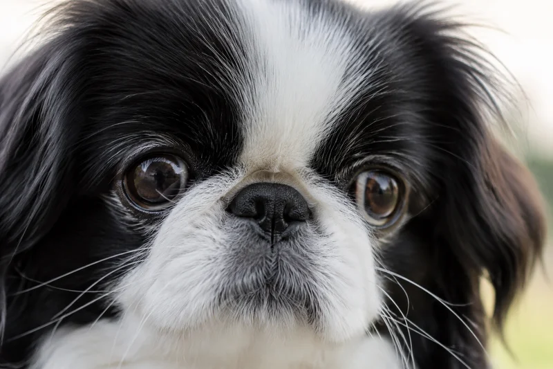 Japanese Chin — eyes