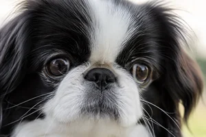 Japanese Chin — eyes