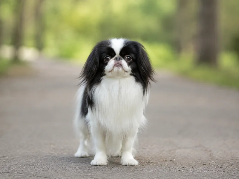 Japanese Chin front view