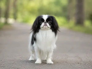 Japanese Chin — front