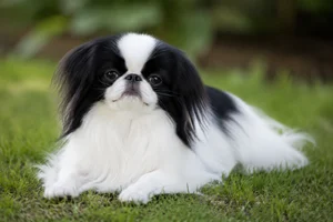 Japanese Chin — lying down