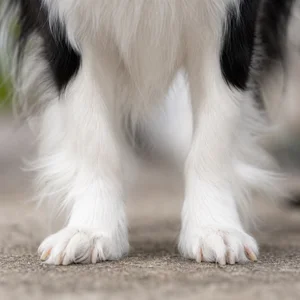 Japanese Chin — paws