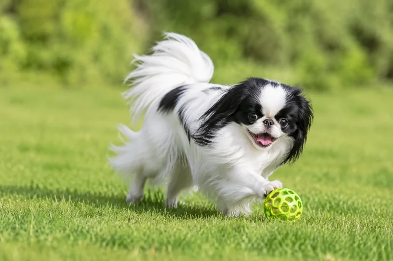 Japanese Chin — playing