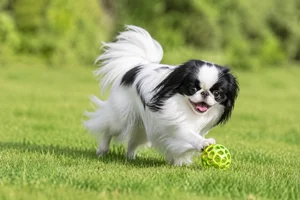 Japanese Chin — playing