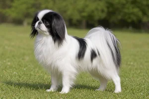 Japanese Chin dog