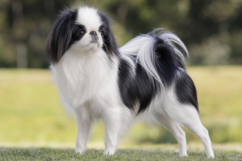 Japanese Chin — puppy (~4 mo)