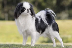 Japanese Chin — puppy (~4 mo)