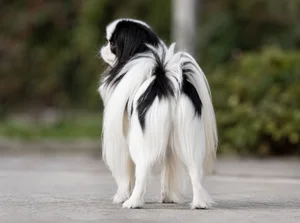 Japanese Chin — rear