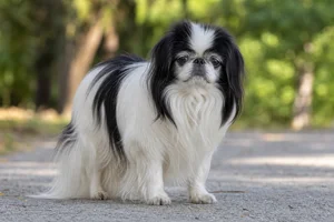 Japanese Chin — senior