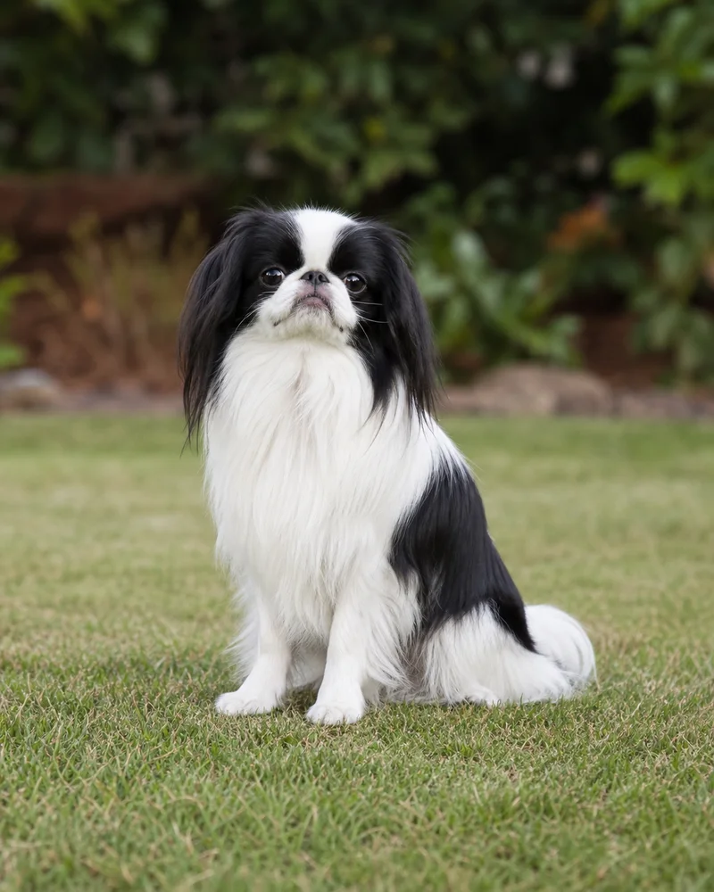 Japanese Chin — sitting