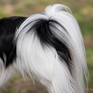 Japanese Chin — tail