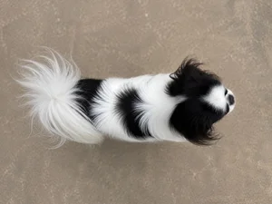 Japanese Chin — top