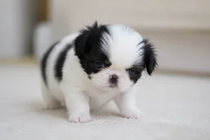 Japanese Chin — young puppy (~1 mo)