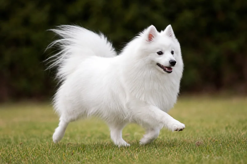 Japanese Spitz — running