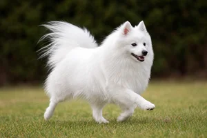 Japanese Spitz — running