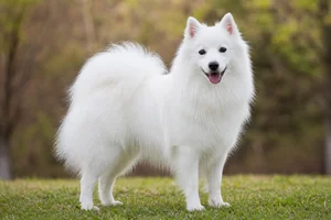 Japanese Spitz — adult