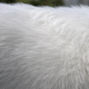 Japanese Spitz — coat texture