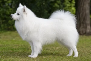 Japanese Spitz — White coat