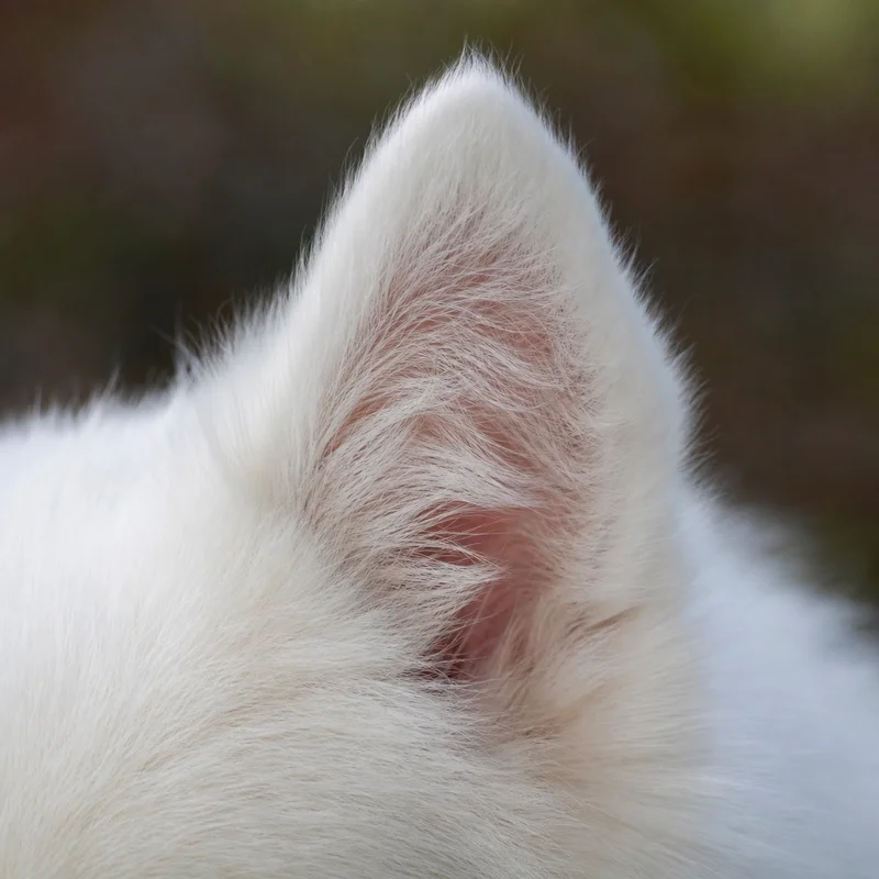 Japanese Spitz — ears