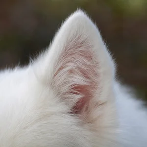 Japanese Spitz — ears
