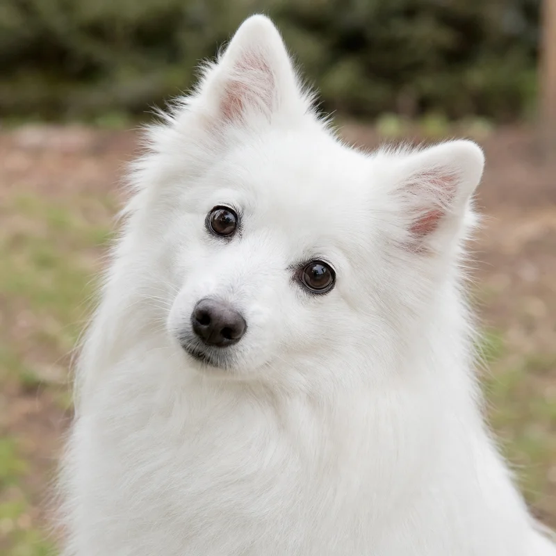 Japanese Spitz — alert