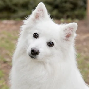 Japanese Spitz — alert