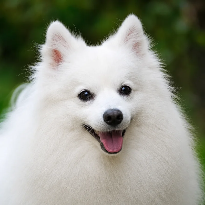 Japanese Spitz — happy