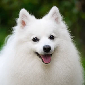 Japanese Spitz — happy