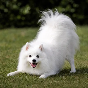 Japanese Spitz — playful