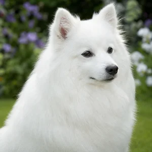 Japanese Spitz — relaxed