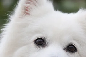 Japanese Spitz — eyes