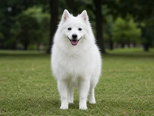 Japanese Spitz — front
