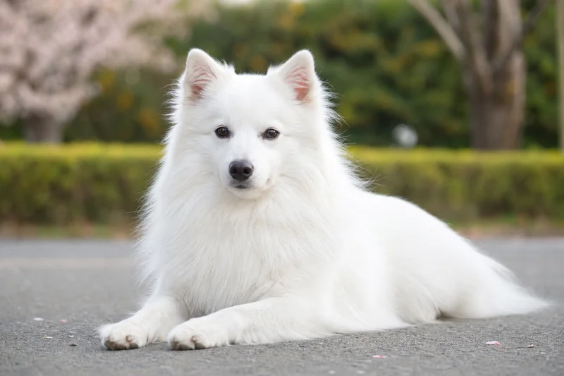 Japanese Spitz — lying down