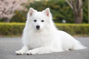 Japanese Spitz — lying down