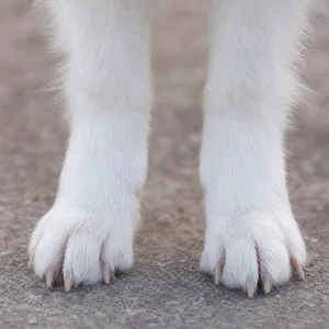 Japanese Spitz — paws