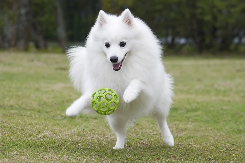 Japanese Spitz — playing