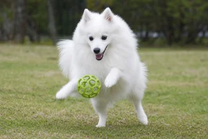 Japanese Spitz — playing